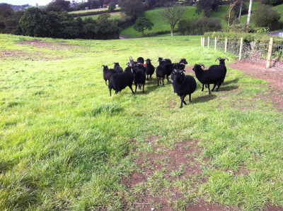 The Rolling Hills of Otter Valley